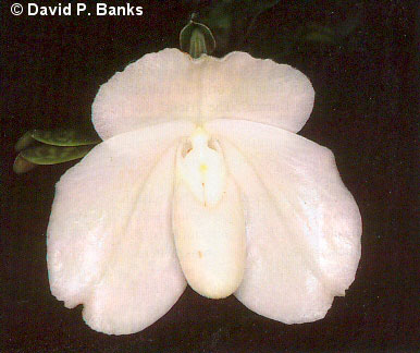 Paph_bellatatulum second flower