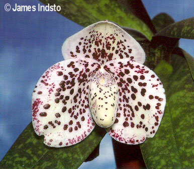 Paph bellatulum front flower
