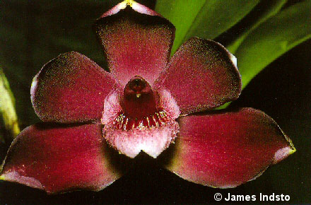 Pesc_coronaria.jpg - 0 Bytes