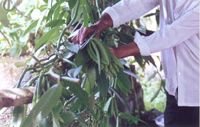 Vanilla pods