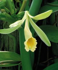 Vanilla planifolia