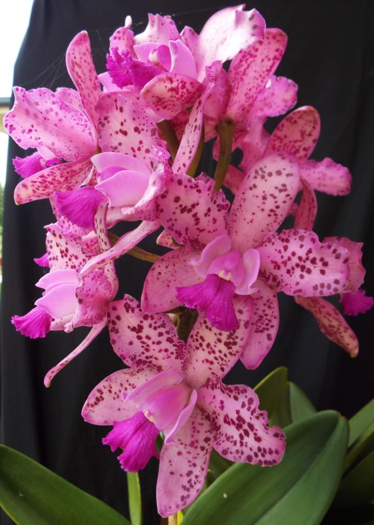 Labellum Color award dispay